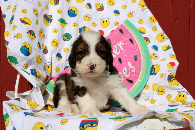 puppy, for, sale, Mini Bernedoodle F2, Matthew B. Stoltzfus, dog, breeder, Gap, PA, dog-breeder, puppy-for-sale, forsale, nearby, find, puppyfind, locator, puppylocator, aca